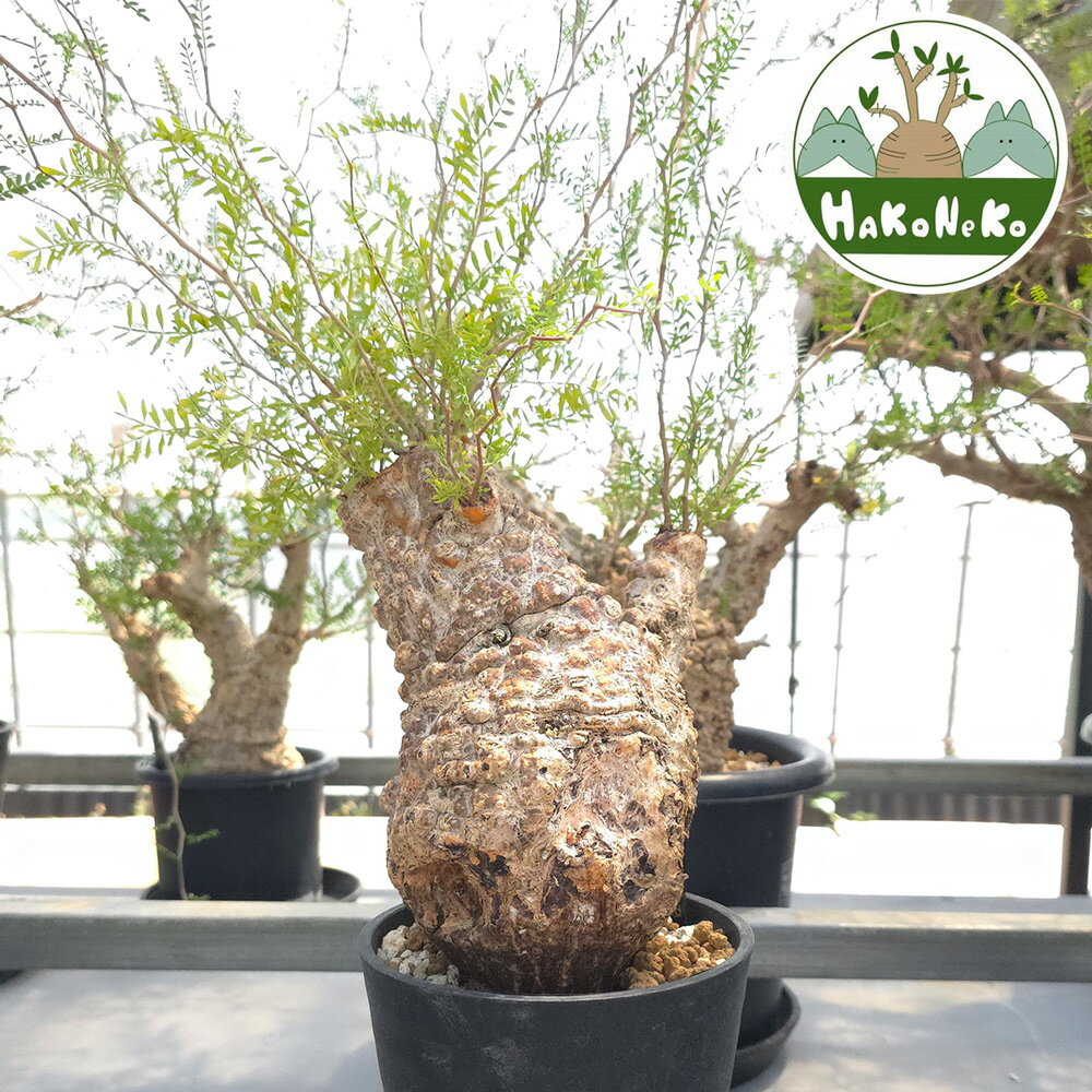 【ふるさと納税】オペルクリカリア・パキプス「塊根植物の王様」(発根管理済) Z2｜観葉植物 コーデックス 盆栽 鉢植え インテリア ハコネコ [0588r]