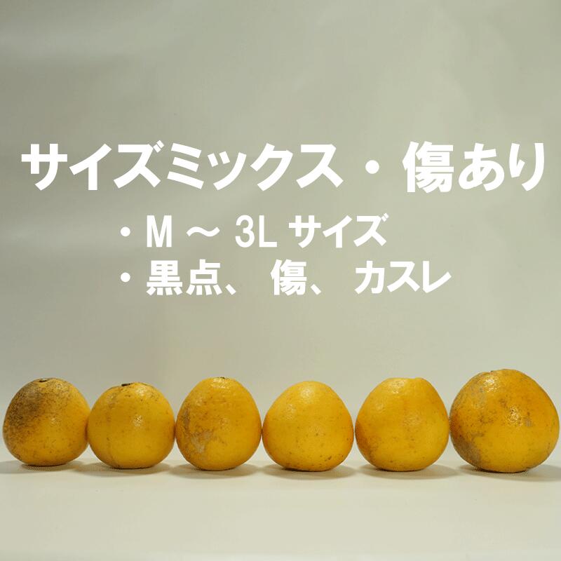 訳あり 河内晩柑 10.5kg サイズミックス 10000円 みかん かわちばんかん ミカン mikan わけあり 愛南ゴールド 家庭用 あいなん ゴールド 美生柑 文旦 派生 和製 グレープフルーツ