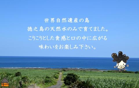 天然水使用・完全天日干し徳之島産きくらげ（3袋）【ポストイン配送】