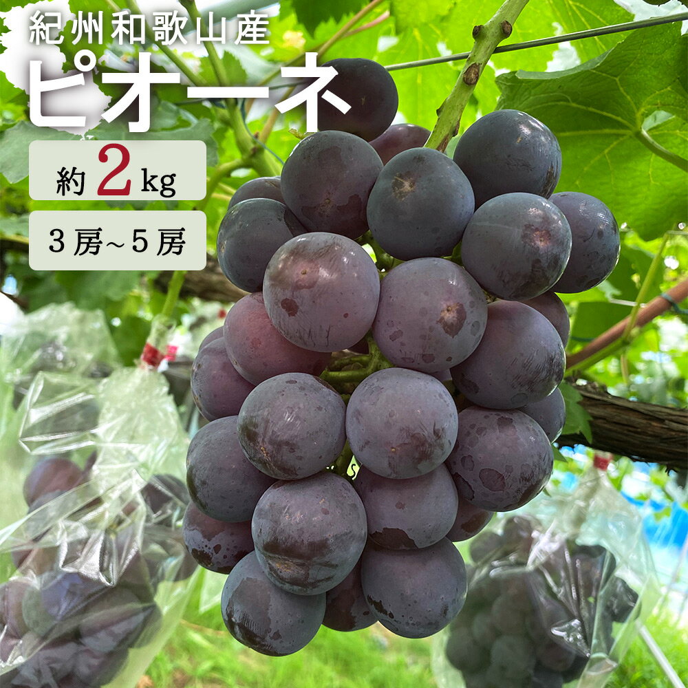 【ふるさと納税】 ピオーネ 約2kg 紀州 和歌山産 / ぶどう 葡萄 果物 くだもの フルーツ お中元 お供え 贈答 ※8月下旬～9月上旬頃に順次発送 ※離島配送不可 //hokaf