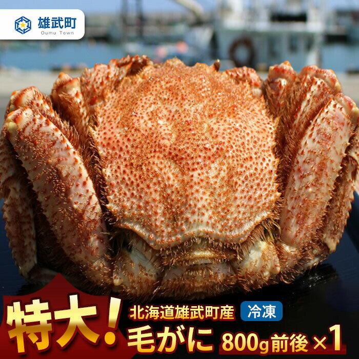 【ふるさと納税】オホーツク産 特大 毛ガニ 冷凍 800g かに 蟹ミソ かにみそ 焼きがに かに鍋 北海道 ふるさと納税 雄武 雄武町【1240401】