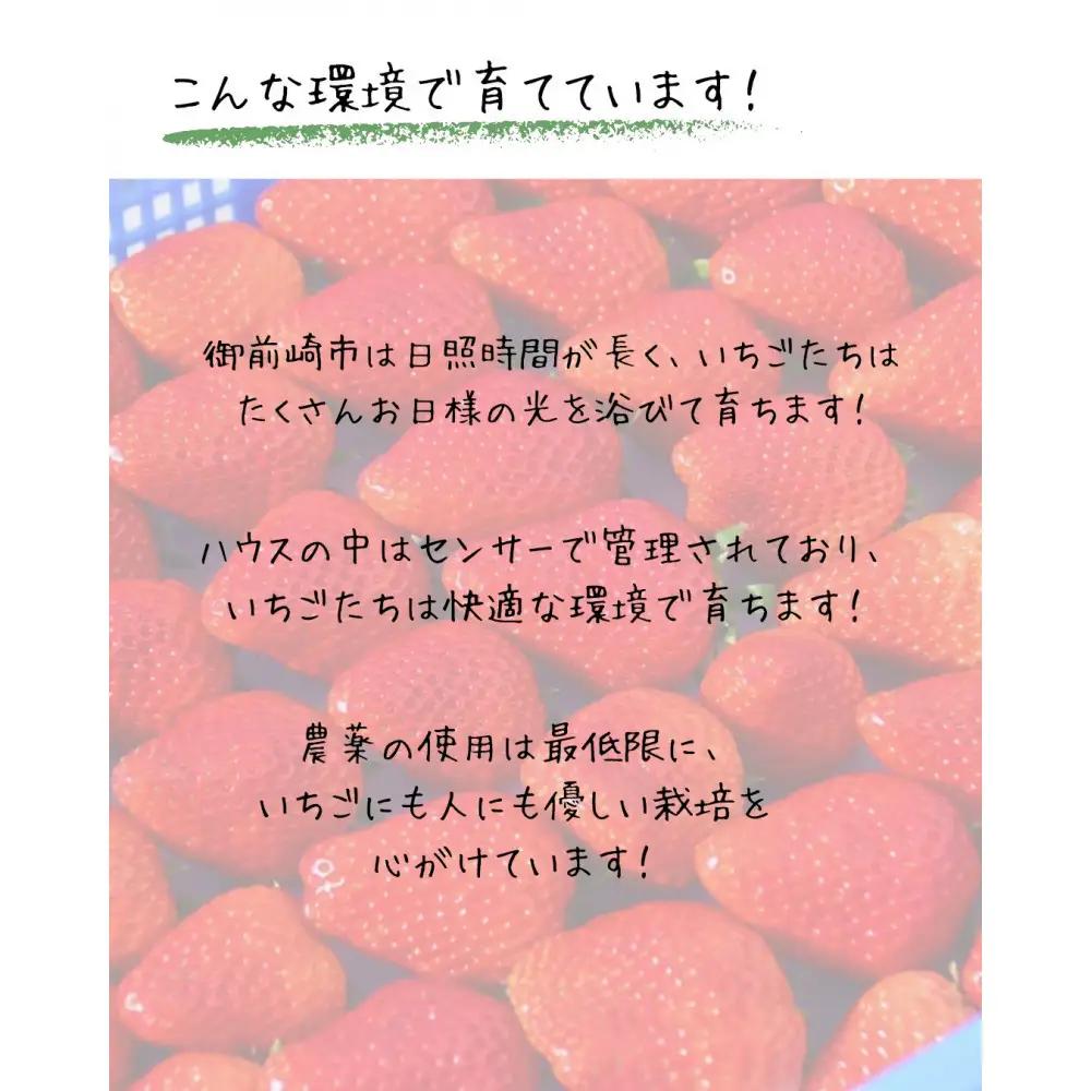 【訳アリ 冷凍いちご】静岡県産の完熟紅ほっぺを使用した冷凍いちご1kg【静岡県産】