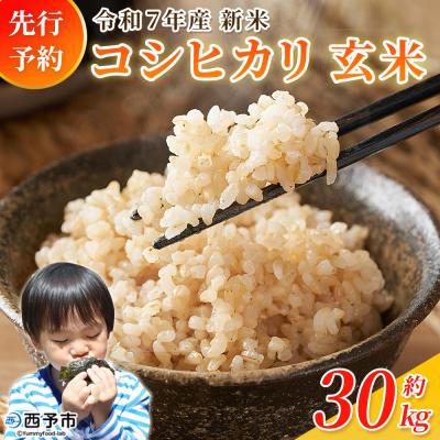 ふるさと納税 西予市 新米&lt;令和7年産 コシヒカリ 玄米 30kg&gt; 国産 R7 米 宇和米 げんまい お米 銘柄米