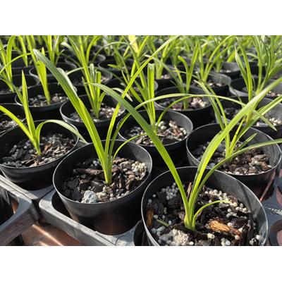 ふるさと納税 越知町 洋らん シンビジューム「切り花ミックス」(大) |  | 02