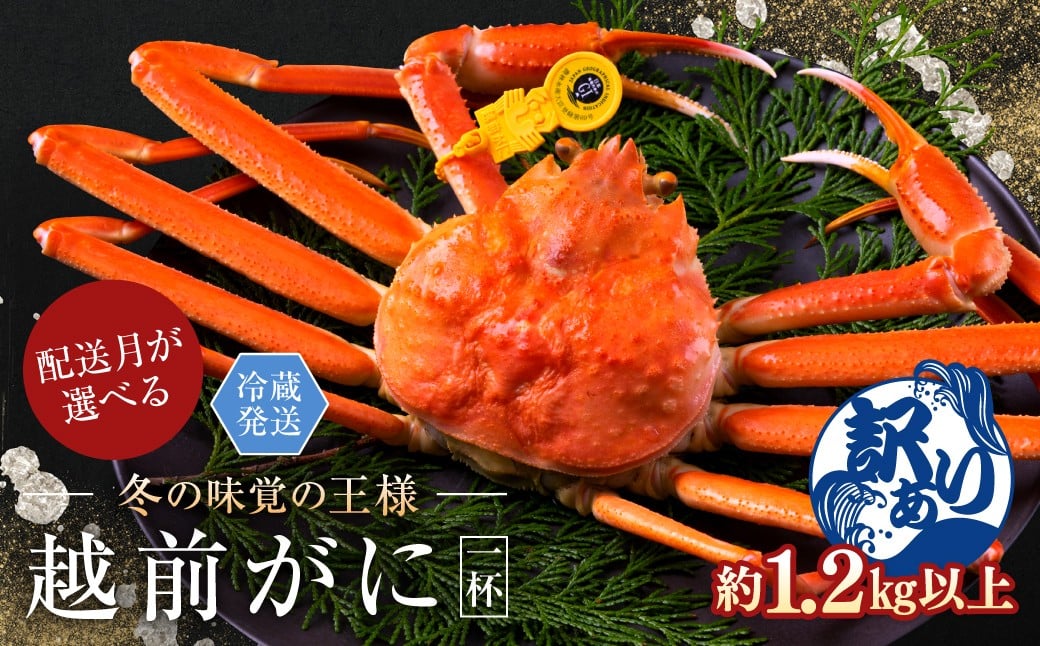 
            【月指定可】越前がに（オス）「ずわいがに」特特大サイズ（1.2kg以上） 訳あり 1杯
          