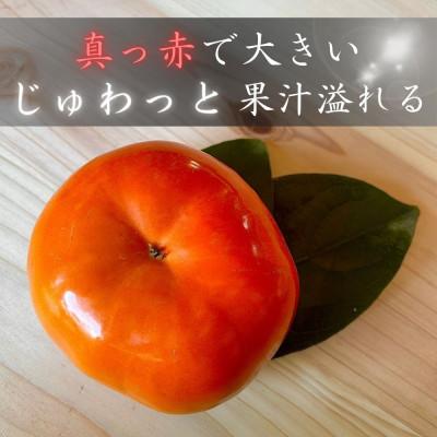 ふるさと納税 大野町 真っ赤で大きくて甘い!【早秋柿】 3L×6個 秀品 岐阜県 大野町(2025年10月中旬〜発送) |  | 01