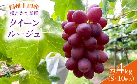 ぶどう クイーンルージュ(R) 信州上田産 金剛寺ぶどう 約4kg 8?10房 ぶどう 葡萄 ブドウ クイーンルージュ 4kg 果物 くだもの フルーツ デザート 旬の果物 旬のフルーツ 長野県 長野