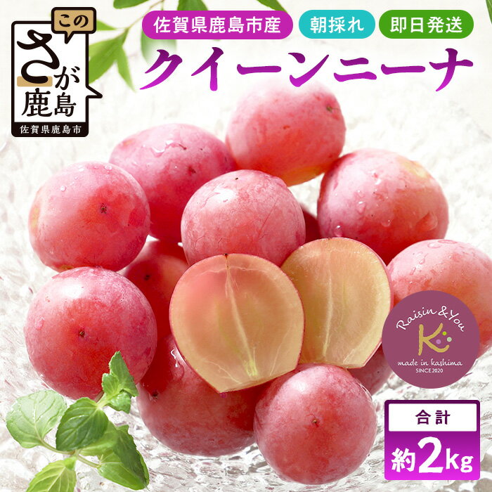 【ふるさと納税】朝採れクイーンニーナ 約2kg 3〜4房【先行予約】【2025年8月下旬〜9月下旬配送予定】朝採れ即日発送！ジューシーで高糖度 果汁 新鮮 生産者直送 果物 フルーツ 冷蔵便 丁寧なラッピング ギフト 贈答 化粧箱入り 葡萄 ぶどう 果物佐賀県 鹿島市 送料無料 C-39