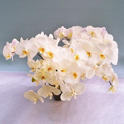 ふるさと納税 糸田町 胡蝶蘭切り花20束 80輪セット