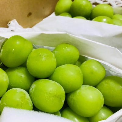 農園直送!シャインマスカット　約1.2kg(2～4房入り) ふるさと納税【配送不可地域：離島・沖縄県】