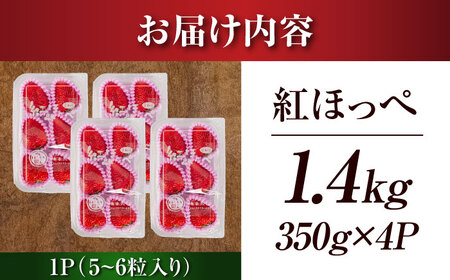 【先行予約】　超特大玉いちご 完熟 紅ほっぺ (350g×4パック) いちご 果物 フルーツ 愛西市/はしもと園芸[AECD002]