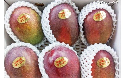 【2026年6月下旬より順次発送】沖縄県豊見城市産アップルマンゴー 約1.5kg｜マンゴー アップルマンゴー フルーツ くだもの 果物 先行予約 数量限定 おきなわ 沖縄 沖縄フルーツ 豊見城市(DJ