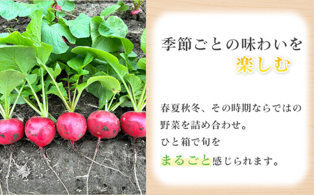 【Hello!農園 直送】秋のおまかせ野菜セット(5~7品) 栽培期間中農薬・化学肥料不使用 / 野菜 やさい 新鮮 旬 採れたて おいしい 産地直送 産直 無農薬野菜 こだわり 定番野菜 めずらしい