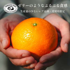 創業百八年 愛媛みかんの老舗【媛果まどんな5kg】紅まどんなと同品種 新口農園【F70-56】【1554056】