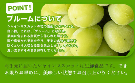 秀品 シャインマスカット 約600g《9月中旬～11月上旬頃に出荷予定(土日祝除く)》｜シャインマスカットシャインマスカット