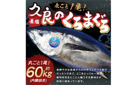 久良のクロマグロ 丸ごと1尾 約60kg前後 内臓抜き 養殖 クロマグロ 本マグロ 本まぐろ 本鮪 まぐろ マグロ 鮪 まるごと 1尾 赤身 トロ 魚 海鮮 刺身 寿司 食品 お祝い 冷蔵 お取り寄せ