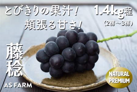 湧き出る果汁が魅力！甲州市産「藤稔」約1.4kg（2～3房）数量限定【2026年発送】（ASF）B-145 ぶどう フルーツ