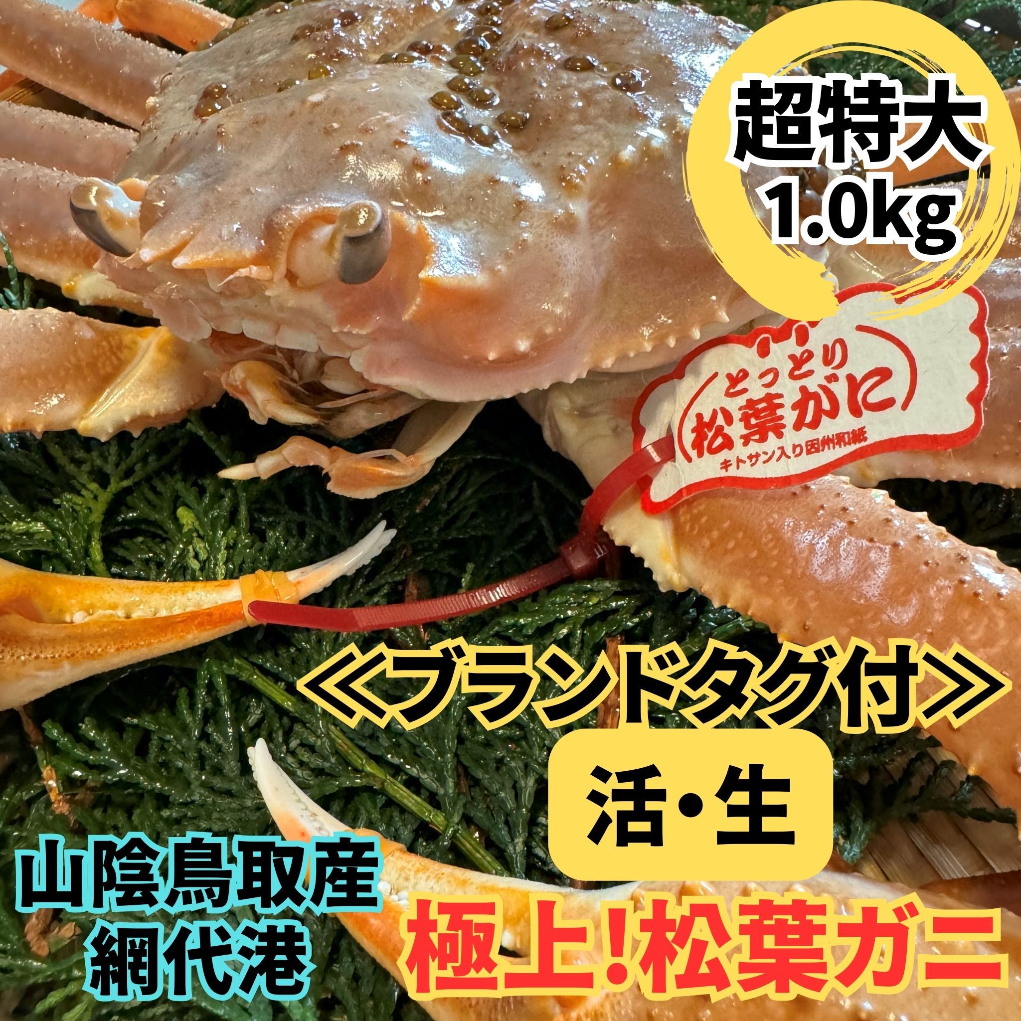 【ふるさと納税】ブランドタグ付 活！松葉ガニ(超特大ジャンボ)1.0kg 1枚 鳥取網代港 岩美 松葉がに ずわいがに かに ※お届けは2026年11月中旬～【さかなや新鮮組】【22093】
