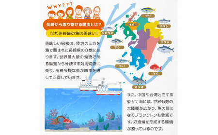 【全6回定期便】長崎加工 訳ありおまかせ干物 4種類(12枚) とカラスミ詰め合わせ ／ 干物 珍味 魚介 海鮮 魚 からすみ 詰め合わせ セット 冷凍 九州 長崎県 長崎市