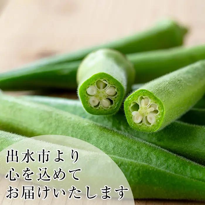 いずみ産 丸 オクラ 1.2kg 【イーサイドライン】 i1215-B