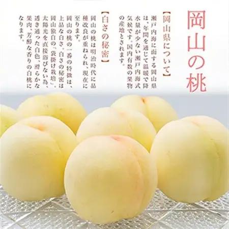 【先行受付】岡山県産　白桃6玉(1.6kg以上)　化粧箱入り【配送不可地域：離島・北海道・沖縄県】【1281362】