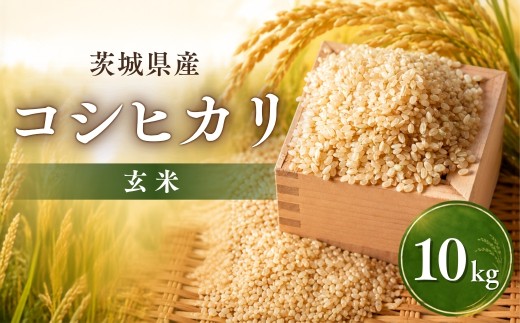 令和8年度米 コシヒカリ 玄米 10kg 農家直送 | コシヒカリ こしひかり 米 お米 おこめ こめ 白米 精米 ごはん ご飯 こしひかり おこめ 米 コシヒカリ 厳選米 茨城県産 産地直送 国産 冷めてもおいしい 美味しい こだわり 甘みが強い ふっくら 艶やか 茨城県ひたちなか市産
