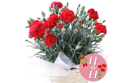 【 オンライン決済限定 】 母の日 カーネーション 鉢植え レッド ガーデニング 赤 ギフト 鉢花 生花 贈物 贈答用 5号 2025年5月から順次発送予定 | 