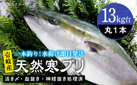 壱岐島産天然寒ブリ（13ｷﾛ台・丸もの）[JBS109]