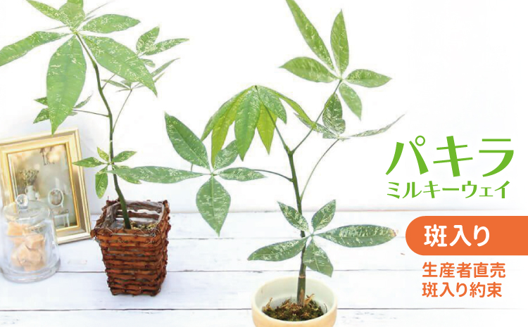 【森水木のラン屋さん】パキラ ミルキーウェイ 実生苗 斑入り 2.5号 ポット 栽培苗 ベージュ系素焼き鉢 熊本県 宇城市産 観葉植物 希少品種 風水 縁起 白斑 種類 育てやすい 初心者 人気 室内 おしゃれ インテリア グリーン プレゼント 鉢付き お祝い プレゼント 新築祝い 開店祝い