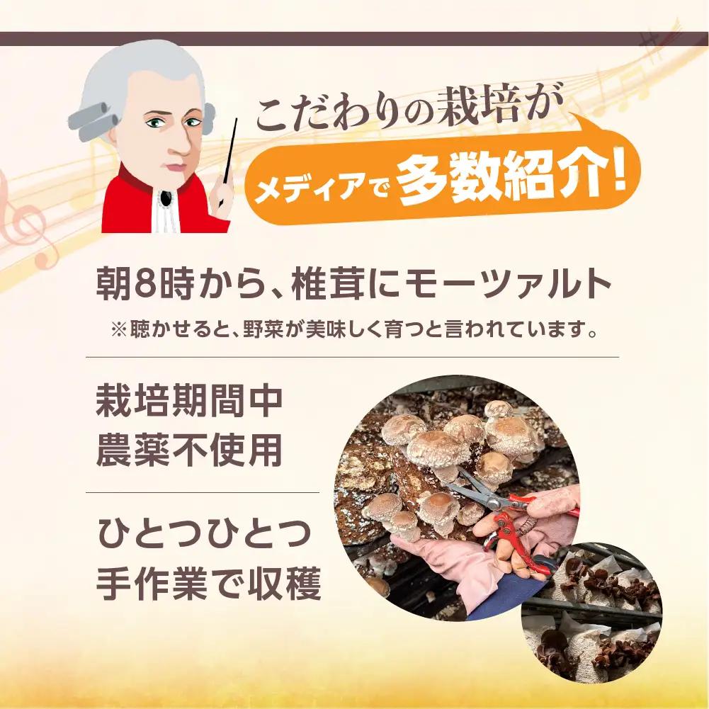 訳あり 乾燥しいたけ(ダイス型)｜しいたけ