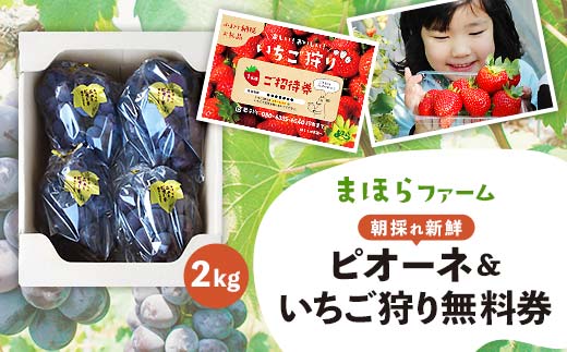 
            ＜2026年度発送分＞朝採れ新鮮ピオーネ2kg&いちご狩り無料券_ ぶどう 葡萄 ブドウ ピオーネ 種無し 朝採れ 果物 くだもの フルーツ いちご狩り 体験チケット 無料券 大人1名 産直 産地直送 岡山県 津山市 送料無料 【1030443】
          