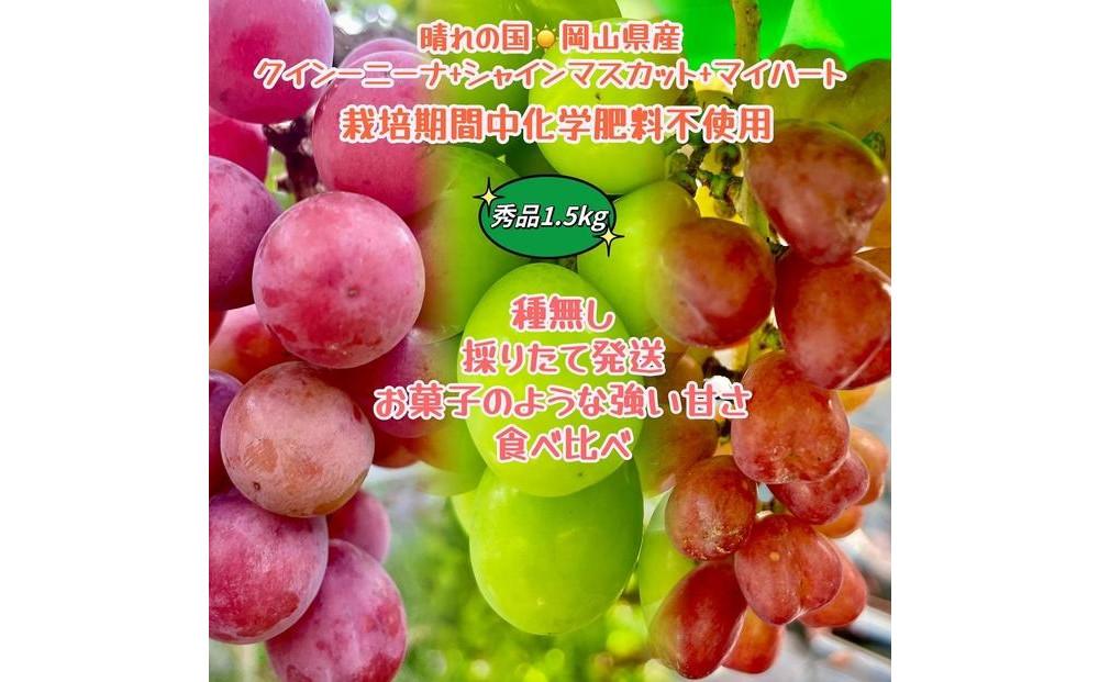 2026年   岡山産高級ぶどう3種セットクイーンニーナ シャインマスカット マイハート 高糖度 粒だけ1.5kg  家庭用 ギフト 贈答用 贈り物 岡山 果物 フルーツ  採りたて発送 農家直送 数量限定 新鮮   食べ比べ 2026年8月中旬から発送
