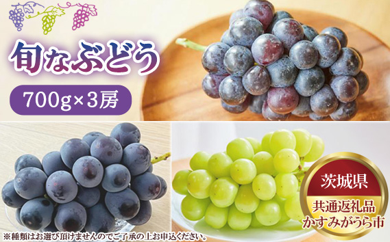 
                  【先行予約】旬なぶどう　700g×3房　かすみがうら市産【茨城県共通返礼品 かすみがうら市】 ／ セット 詰め合わせ 新鮮 葡萄 ブドウ 果物 フルーツ 茨城県 特産品 No.809
                