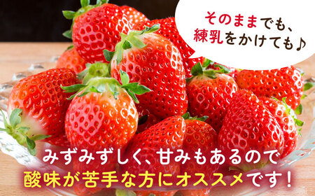 【先行予約】【化粧箱入り】白石産いちご「さがほのか」400g / イチゴ 苺 フルーツ 果物 / 佐賀県 / 岸川農園 [41ASAG003]