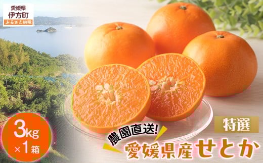 【先行予約】【数量限定】【特選】＼農園直送／愛媛県産せとか 約3kg ※離島への配送不可（2026年2月下旬より順次発送） 【 ふるさと納税 人気 おすすめ ランキング 柑橘 みかん ミカン 蜜柑 せとか 果物 フルーツ 柑橘の大トロ 農園直送 産地直送 岡市農園 愛媛県産 愛媛県 伊方町 送料無料 】IKTV010