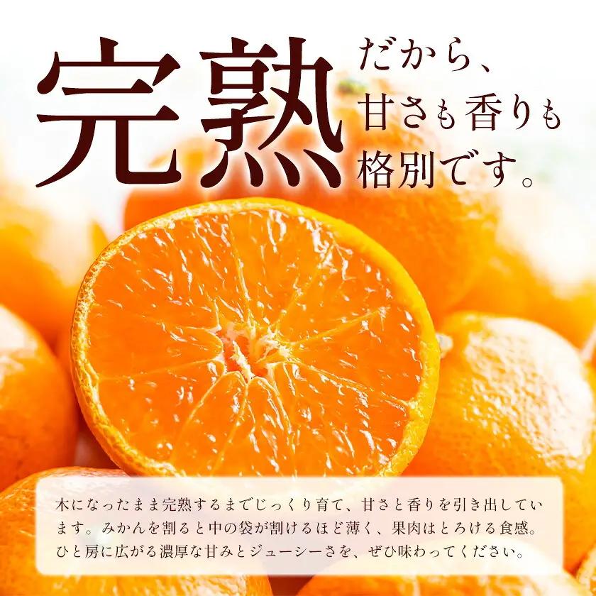 温州みかん 約5kg 秀品 亀井農園 みかん