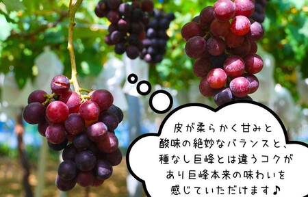 ぶどう 巨峰 種あり 2kg 3～6房 和歌山県産 クール便対応 【みかんの会】