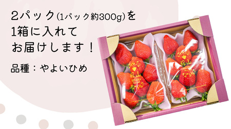 【 先行予約 】 やよいひめ ( 2パック ) 特大 デラックス サイズ 【 2025年1月から発送開始 】  ( 茨城県共通返礼品 : 常陸太田市 ) 約 300g × 2 パック やよいひめ ヤヨ