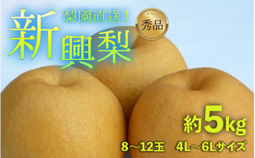 【先行予約】上野梨園の新興梨 8～12玉入 約5kg  4L～6L【秀品】《数量限定》梨園直送！ / 期間限定 果物 フルーツ 農家直送 シャキシャキ もぎたて 旬 お取り寄せ ※2026年10月上旬より順次発送 [aw077-a022]