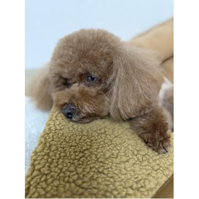 ふるさと納税 上牧町 alberton社赤外線を吸収して発熱するsliva knitわんにゃんブランケット　ネイビー |  | 02