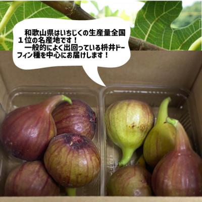 ふるさと納税 紀の川市 いちじく 2パック(約600g) 和歌山県 紀の川市産 |  | 01