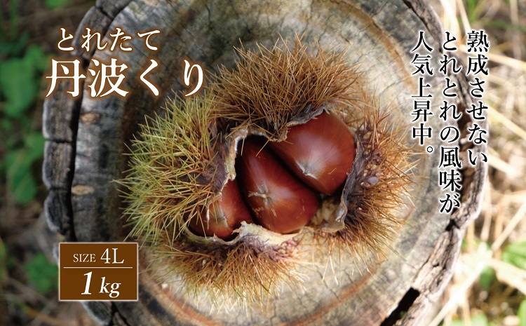 とれたて 丹波くり 4L 1kg（京都　京丹波町産 丹波栗 生栗）【大粒 和栗 生栗 国産栗 地域限定 丹波栗 くり 栗 栗ご飯】 ※北海道・沖縄・その他離島は配送不可