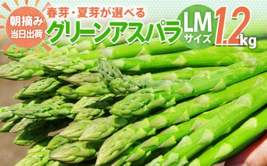 
            数量限定 アスパラ LMサイズ 1.2kg 選べる 春芽／夏芽　朝採り 朝採れ 直送 グリーンアスパラガス アスパラ　BT03 BT07 BT-S0003
          