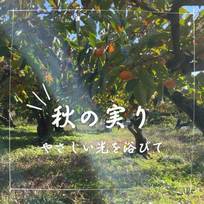ふるさと納税 天理市 訳あり【令和8年10月下旬より順次発送】たねなし柿L〜2Lサイズ(16〜18個入り) |  | 02