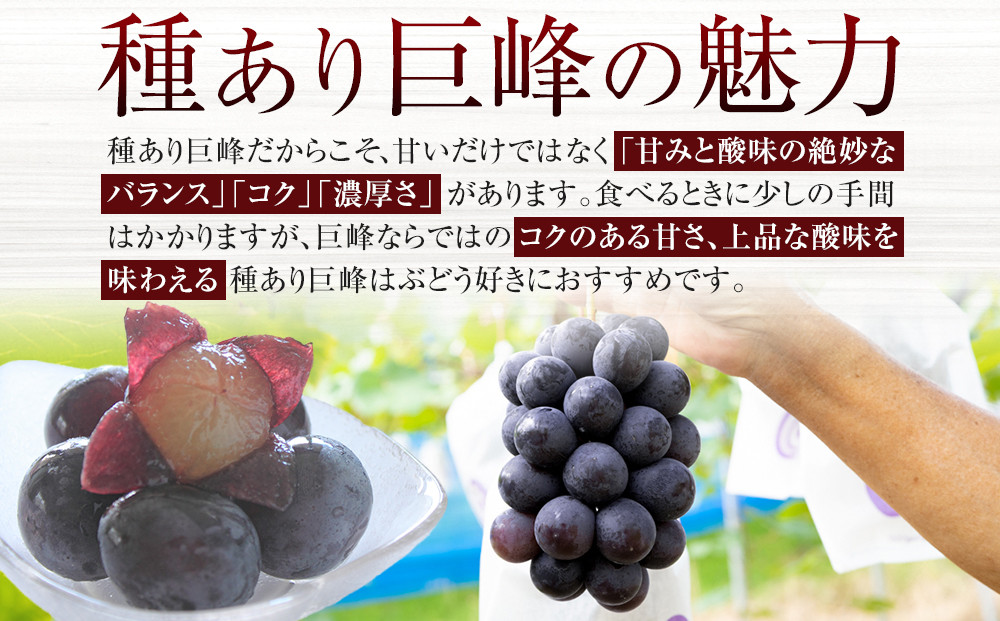 [産直]有田巨峰村の朝採り巨峰　約2kg★2024年８月中旬頃より順次発送