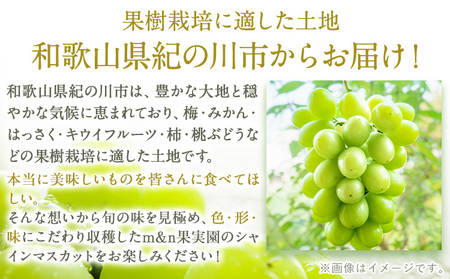 【2回定期便】【贈答用/熨斗非対応】秀品 和歌山の桃 約2kg (6玉~8玉) 大粒 シャインマスカット 約1.4kg (約700g×2房) m&n果実園 《2025年6月中旬-10月下旬頃出荷》和歌