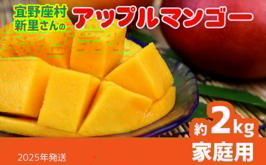 【2025年発送】宜野座村の新里守清さんのアップルマンゴー家庭用（約2kg） アーウィン 果物 甘い 夏 濃厚 ギフト Mango ランキング 完熟 お気に入り 美味しい 人気 おすすめ フルーツ 沖縄県 先行予約 食品 人気 産地直送 送料無料