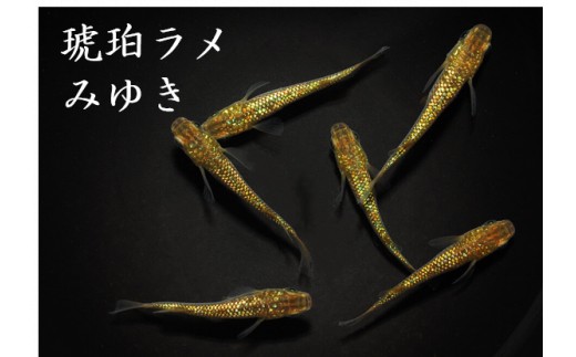 
                  メダカ「琥珀ラメみゆき」１～３ペア
                