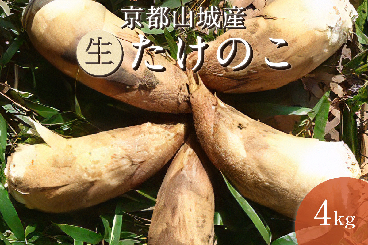 
                  京都府山城産たけのこ４ｋｇ（生）白子たけのこ たけのこ タケノコ 筍 竹の子 柔らかい 農家直送【016-02】
                