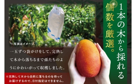 【2027年7月より順次発送】豊見城産マンゴー『殿内之宝(どぅんちのたから)・極』約2kg｜マンゴー フルーツ 果物 くだもの 先行予約 完熟マンゴー 沖縄フルーツ おきなわ 沖縄 沖縄県 豊見城市(